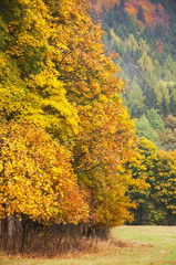Obraz premium Autumn scenery in Krkonose national park, Czech Republic