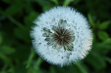 Dew on dandelion
