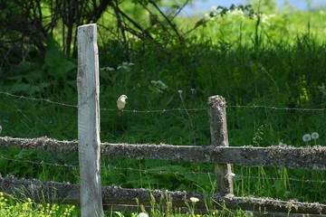Fototapeta premium Bird on fence