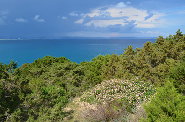 Fototapeta premium küstenvegetation