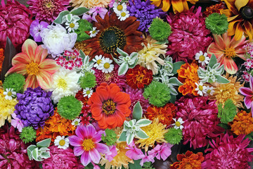 Flower background. A background from cultivated flowers.