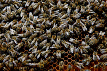 Honeybees in a hive-selective focus