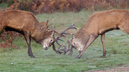Red Deer rut stags fighting, dueling or sparring (Cervus elaphus)