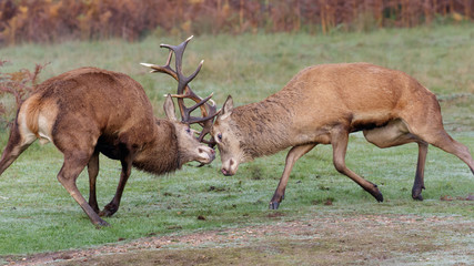 Red Deer rut stags fighting, dueling or sparring (Cervus elaphus)