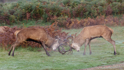 Red Deer rut stags fighting, dueling or sparring (Cervus elaphus)
