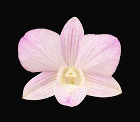 Pink and white orchid isolated on black background with working