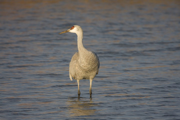 Sandhill Crane at Bosque Del Apache New Mexico