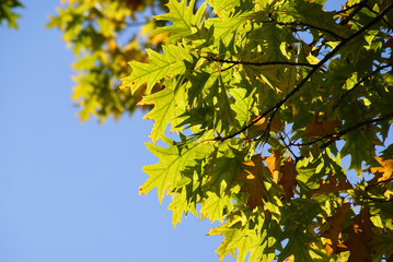 bunte Blätter - Herbst