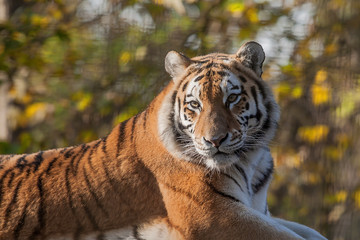 Resting Indian Tiger