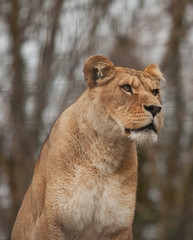 Obraz premium Alert Barbary lioness