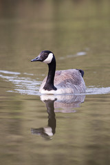 swimming Canada goose