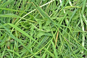 Зеленая трава после скашивания.