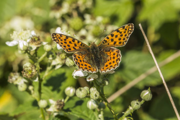 Kleiner Perlmuttfalter (Issoria lathonia)