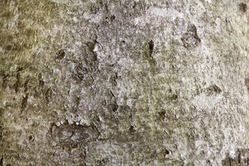 Beech bark