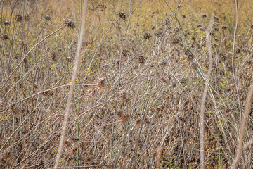 Field of Thorns
