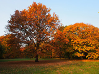 Berlin, Laubfärbung im Tiergarten Park