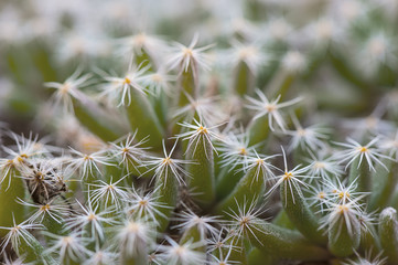 Succulent plant close up