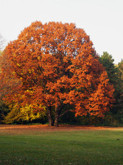 Berlin, Laubfärbung im Tiergarten Park