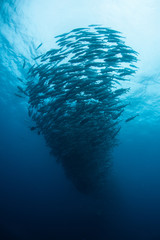 Fototapeta premium Schooling Jacks in Eastern Pacific Ocean