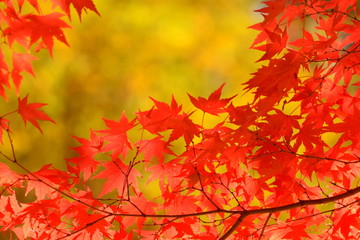 赤い紅葉の紅葉