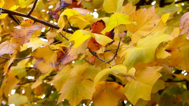 Autumn leaves in the park. Branch with leaves waving in the wind. Tulip poplar tree. Liriodendron tulipifera. High definition Full HD 1080, 30fps NTSC
