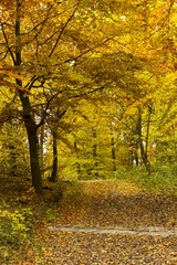 Fototapeta na wymiar Beautiful colors of autumn landscape