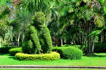 The dwarf trees at garden