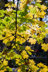 Autumn colorful leaves