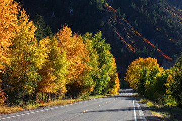Naklejka premium Colorful autumn trees by scenic route in rocky mountains