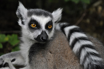 A thinking lemur