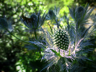 A spiny flower