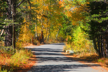 Colorful Aspen trees by rural road in Sierra mountains