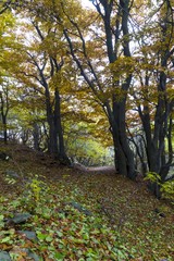 Beautiful colors of autumn landscape