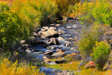 Mountain stream between colorful autumn trees