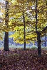 Beautiful colors of autumn landscape