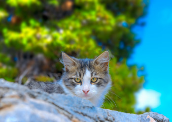 At Hydra island in Greece
