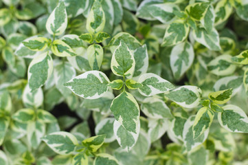 Pattern green leaves, selective focus