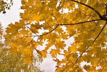 Maple branch