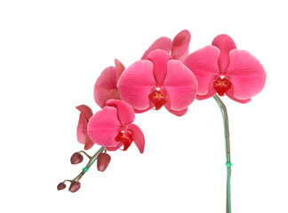 Beautiful orchid on white background