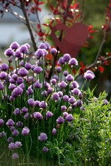 Naklejka premium Schnittlauch im Garten mit Herz
