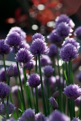 Schnittlauchblüten im Garten