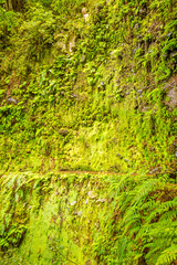 Moss wall with fern nearby