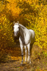 Beautiful white horse in orange leaves in fall