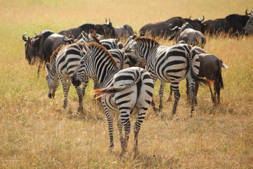 Fototapeta na wymiar La grande migration - Masai Mara