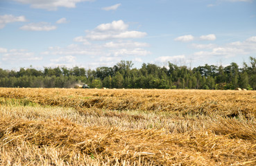 Mown wheat and straw  