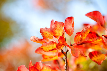 Beautiful smoke tree in autumn