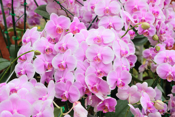 Beautiful pink orchids, phalaenopsis, in green house