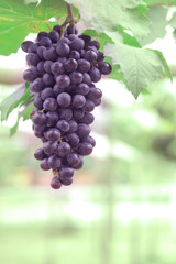 purple red grapes with green leaves on the vine. fresh fruits