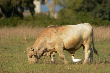 toro e airone guardabuoi