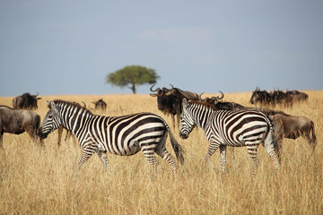 Fototapeta na wymiar La grande migration - Masai Masa